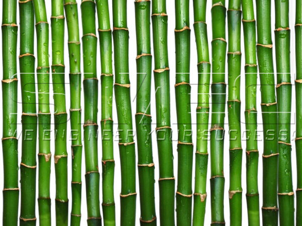fresh-bamboo