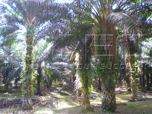 oil-palm-trees
