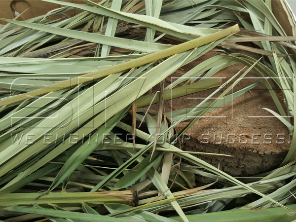 raw-material-palm-leaves