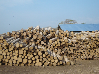 wood logs