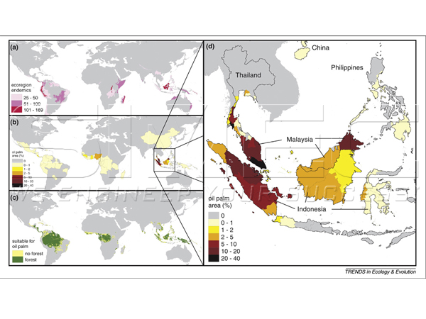 world-oil-palm-plantation-diagram