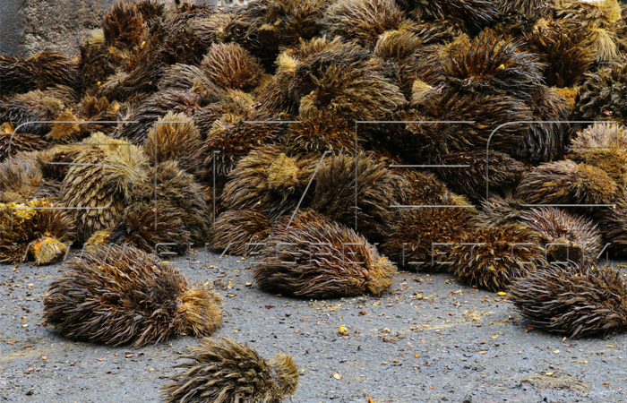 Oil Palm Empty Fruit Bunch