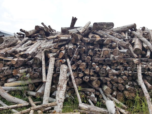 albasia-wood-logs