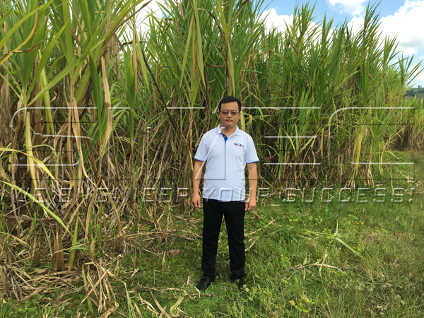 bana-grass-plantation